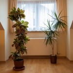 houseplants that help clean the air inside your home