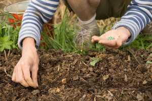 Preparing a Vegetable Garden