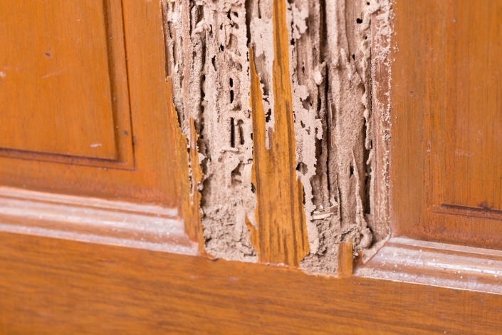 Termite Inspection Termite Inspection
