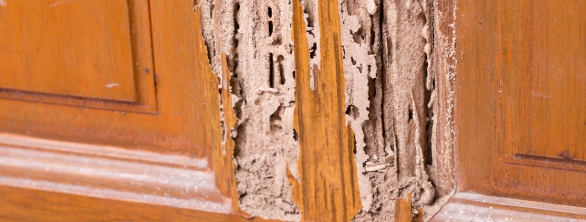 Termite Inspection